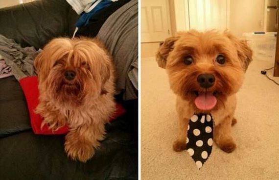 20 Dogs Transformed By Haircuts