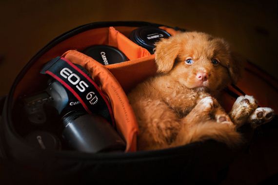 Puppies Decided To Sleep And Have Fun In My Camera Bag