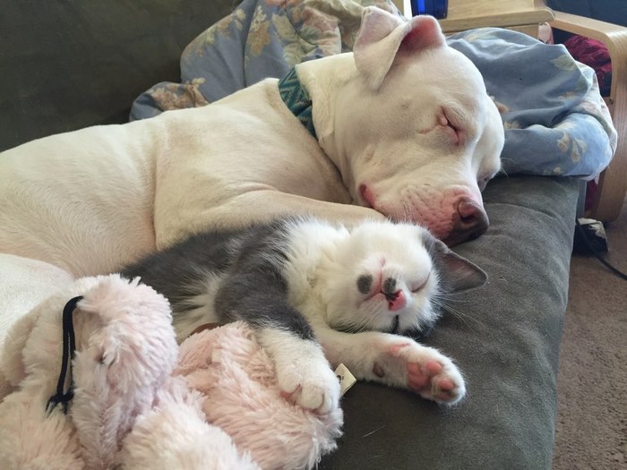 Rescue Pit Bull With Rough Past Becomes Mom To 20 Foster Kittens