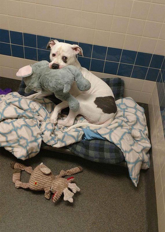 Sad Shelter Dog Whose Only Friend Was This Elephant Toy Learns That He And His Toy Are Getting New Home