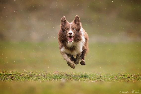 I Photograph “Flying Dogs” To Reveal Their True Spirit