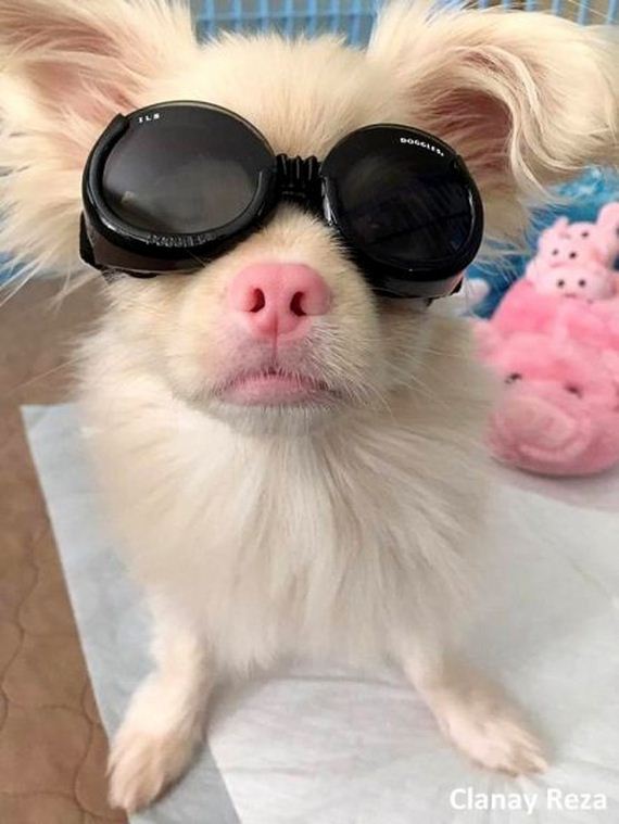 Adorable Albino Puppy Survives Against All Odds, and Now Has the Shades to Prove His Badassery