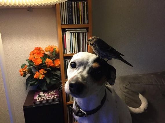 Dog Saves Unconscious Bird, Bird Can’t Be More Grateful