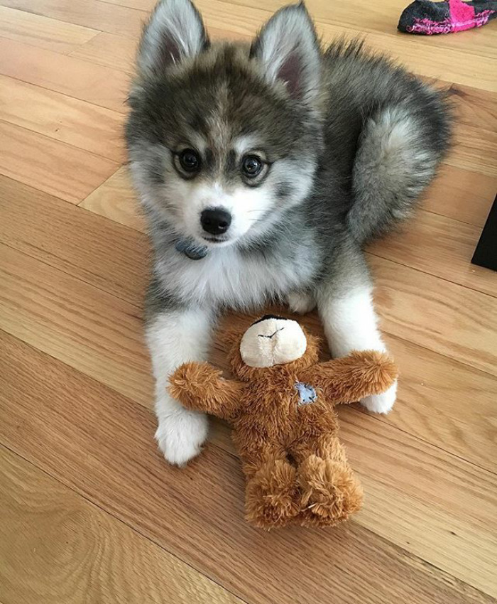 Meet Norman, A Husky-Pomeranian Puppy That’s So Cute It Doesn’t Even Look Real