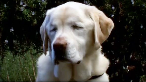 Blind Dog Found Alive After 8 Days in the Santa Cruz Mountains!