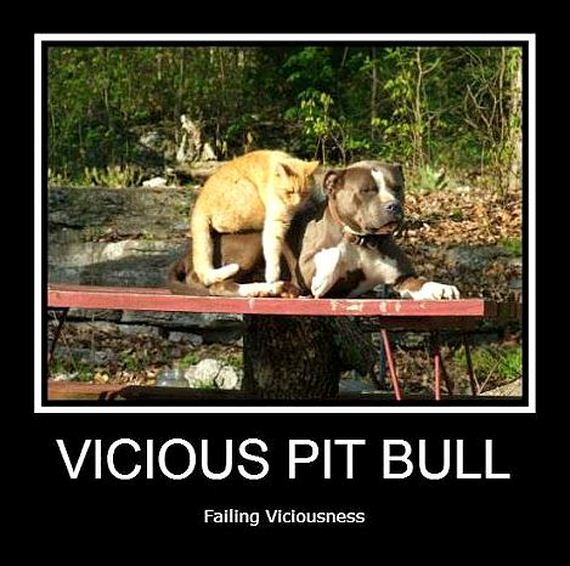 Vicious Pit Bulls Failing Viciousness