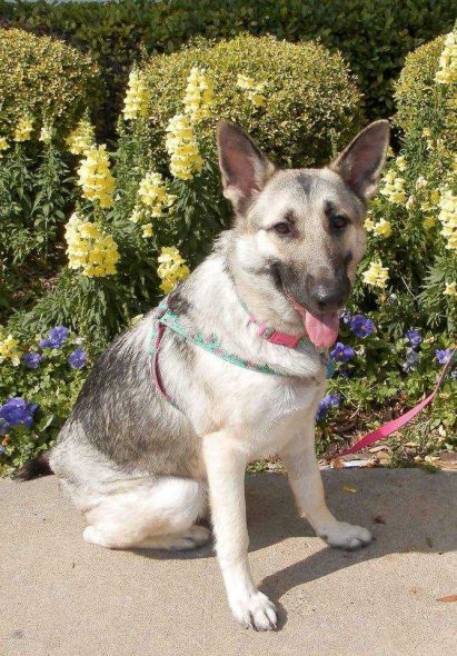 Annabelle May Be Young, but With a Little Guidance She Could Be the GSD of Your Dreams