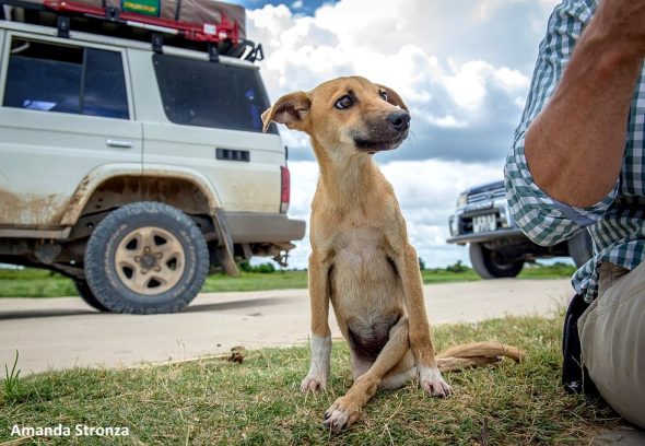 Paraplegic Dog Drags Herself for Miles to Get Help from Elephant Researchers