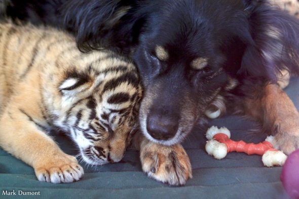 Male Dog Adopts Rare Tiger Cubs Abandoned by Their Mom