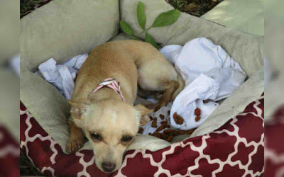 Chihuahua Puppy Dumped at Kill Shelter With Her Bed Cries Herself to Sleep Every Night