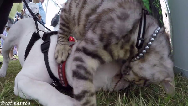 Cat Meets 50 Dogs at Dog Show and The Reactions are Priceless