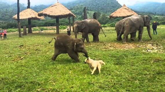 Dog and Baby Elephant Play Silly Games Together