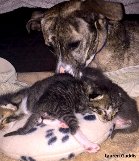 Former Shelter Dog Demands to Mother Her Family’s Foster Kittens