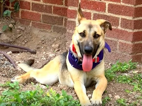 German Shepherd Dragged Behind Her Owner’s Scooter Is Adopted by a Dog-Rescuing Priest