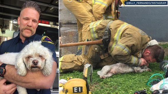Santa Monica’s Bravest! Firefighter Saves Dog with Mouth-to-Snout Resuscitation