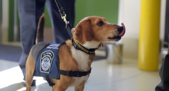 Formerly Abused Rescue Dog Joins Beagle Brigade at Hartsfield-Jackson Airport
