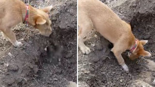 Dog Spotted Burying His Best Friend After He’d Been Hit By A Car, And It’ll Break Your Heart