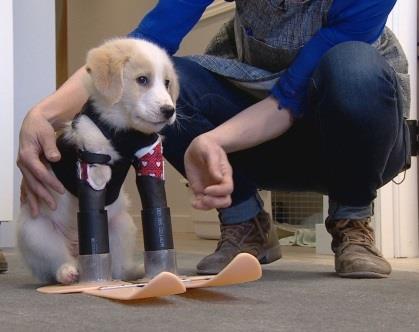 Two-Legged Rescue Puppy Will Walk Right Into Your Heart On His New Prosthetic Legs