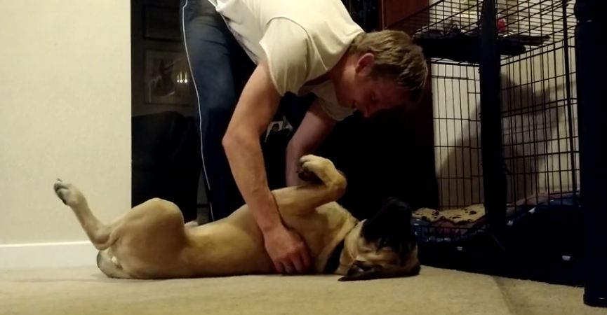 Dad’s bedtime routine with his stubborn Bull Mastiff pup will have you in stitches