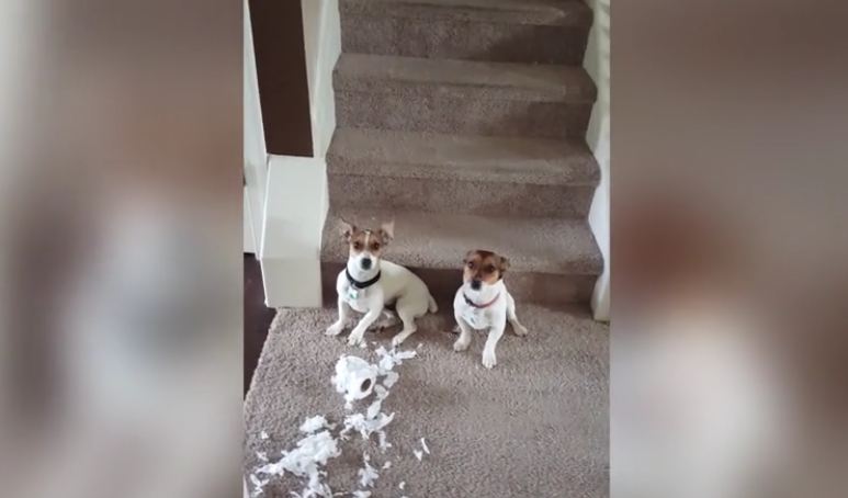 He Arrives Home To Find His Two Dogs And A Mess, But They’re In Denial