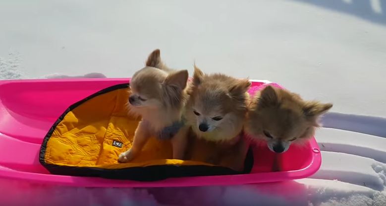 Dogs Enjoy The Winter Time By Riding A Sled