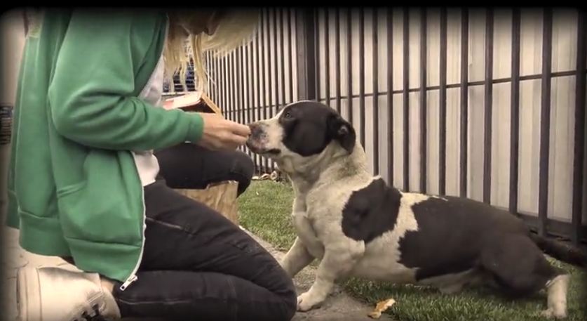 This dog was abandoned with his buddy in an industrial area a year ago