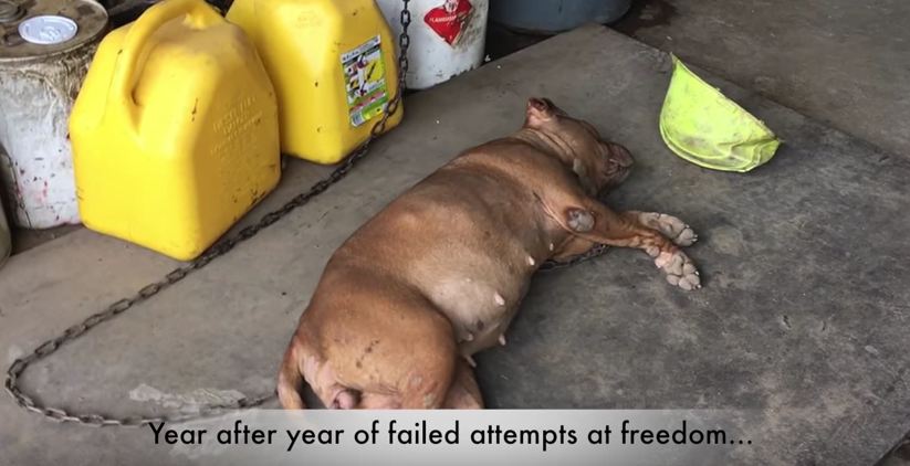This dog’s been chained to this wall for 8 years. Now watch as rescuers approach…