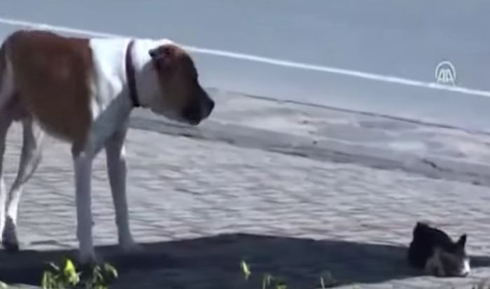 Dog approaches an injured cat and does the unthinkable