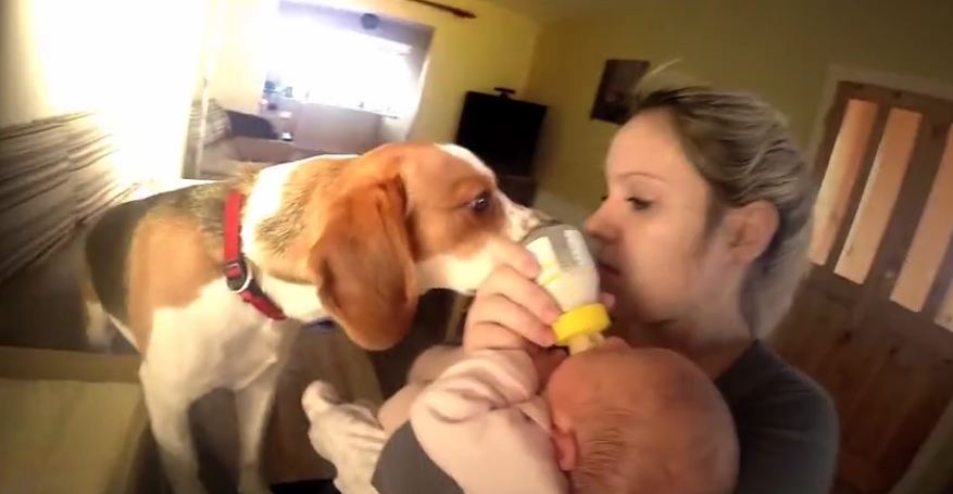 When you see what’s going on between this dog and baby here, your heart will explode