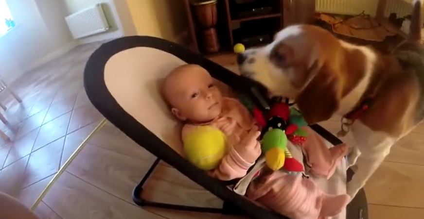 Dog steals toy from the baby and makes her cry. How he apologizes will have you laughing!