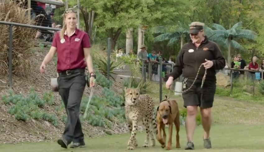 A dog and cheetah met as babies — and just wait until you see them now