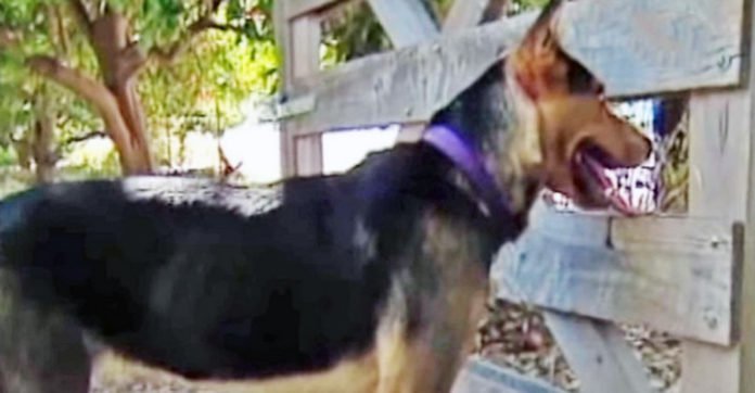 Dog Runs Away Every Single Day. When Mom Discovers Where She Goes, She’s In Tears…