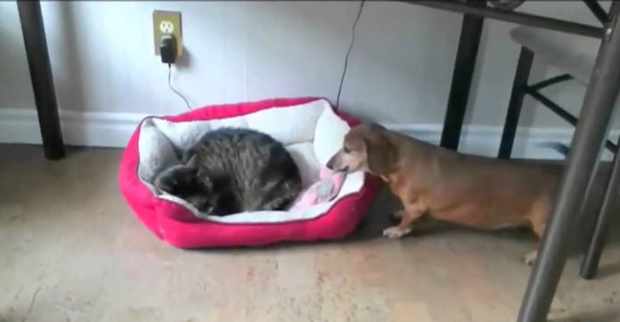 How These Dogs Behave When They Find Cats ‘Stealing’ Their Beds Will Make You Laugh!