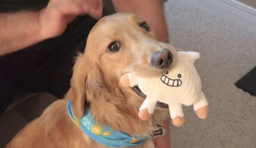 Sad dog lost her favorite toy, but she’s about to get a big surprise…