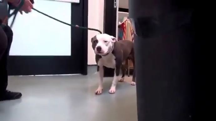 Dog was so shocked about leaving the shelter that he couldn’t move. But keep watching…