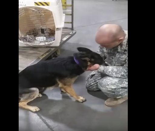 A soldier had to leave his dying dog, but watch when he opens the crate