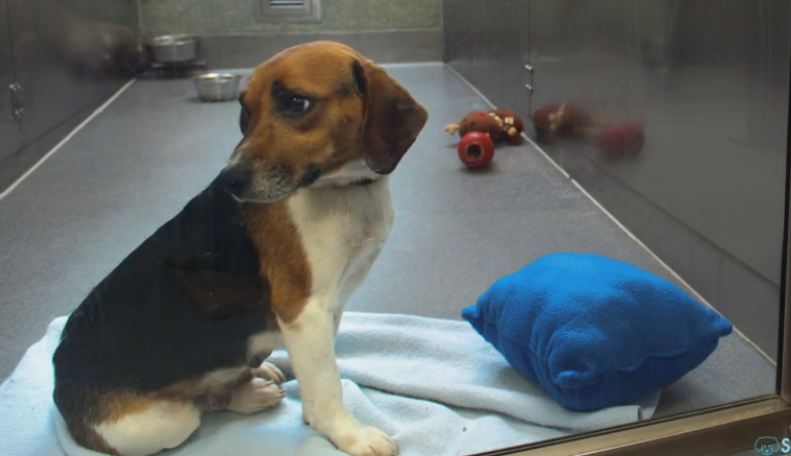 She bends down next to a dog in the shelter. The next part? Oh, my heart!