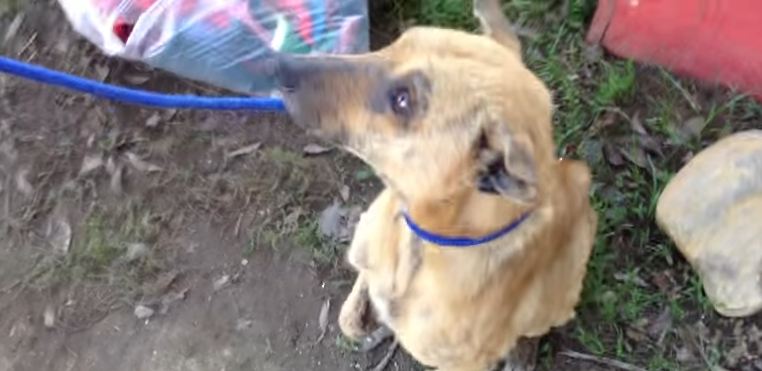 Hey, Join Your Friends On PMG! Old rescue dog only knows one trick, but it’s the sweetest