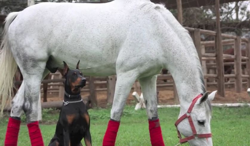 They call this Doberman the ‘Horse Whisperer.’ Wait till you see why…
