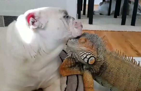 Iguana and Dog Love Each Other so Much, They Can’t Stop Hugging