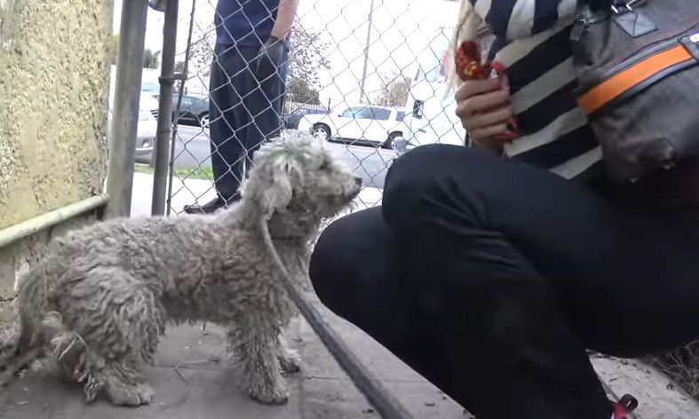 Rescuers gasp as the stray runs into traffic, but it’s the next part you’ll want to see
