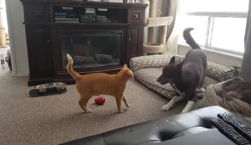 Hyped-up dog tries everything to engage cat in playtime