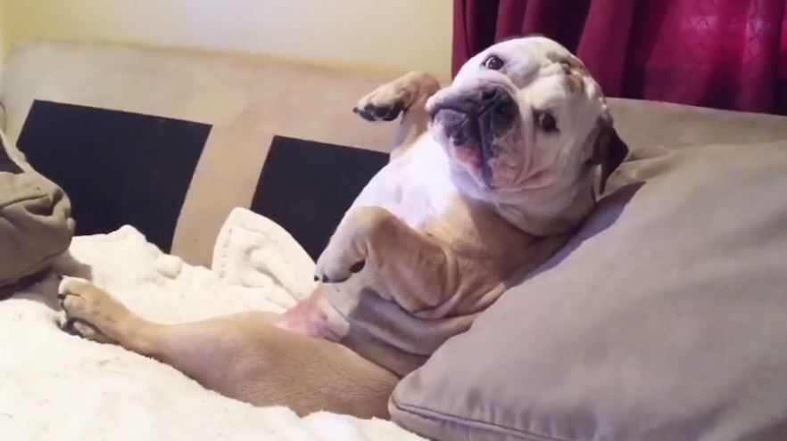 Bulldog hates being serenaded, growls in protest