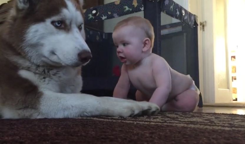 When the baby approaches and reaches for the Husky, the most adorable thing happens