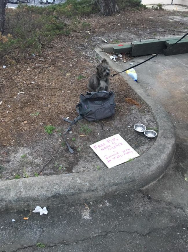 She Saw A Scared Dog Sitting Alone. The Sign She Found Next To Him Broke Her Heart