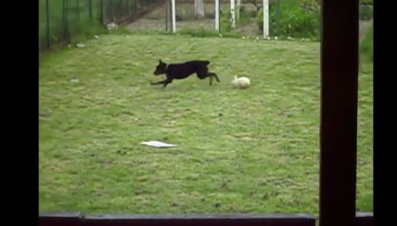 Rottweiler sees a rabbit outside and takes off running, but I’m glad they got this on camera