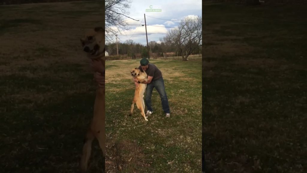 Dog can’t contain excitement after owner returns from deployment