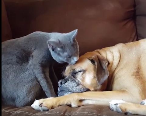 Dog spends all day taking care of rescue kittens. How they repay her? Adorable.