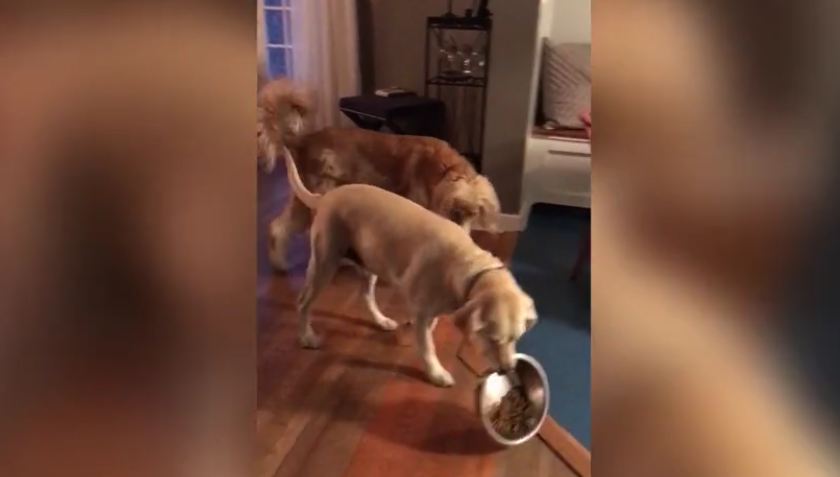No Sharing! Dog Deftly Moves Dish to Avoid Food Theft