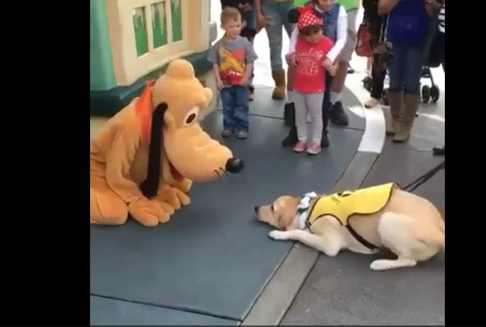Service dog has priceless reaction after meeting Pluto at Disneyland